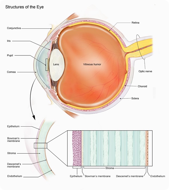 eye anatomy diagram